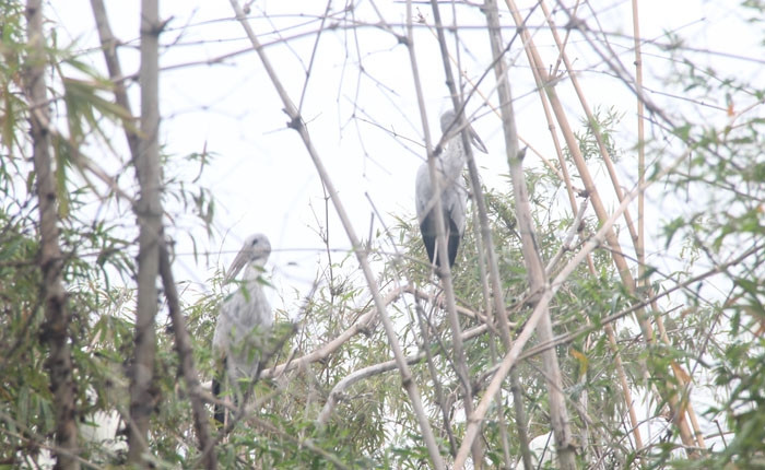Herd of rare and precious Asian openbill storks appears at Dao Co